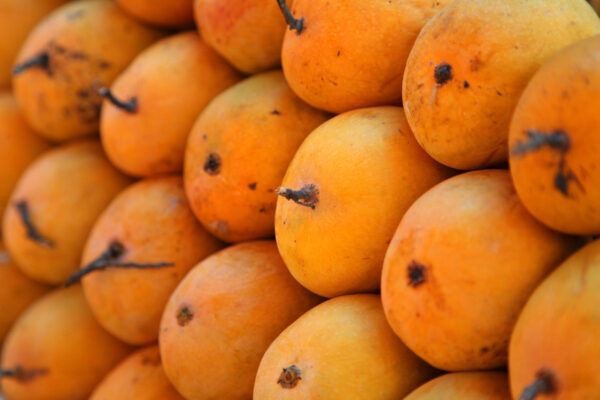 Ratnagiri Alphonso Mango