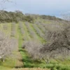 Raw Organic Walnuts – Bagged by Manzanita Manor Organics