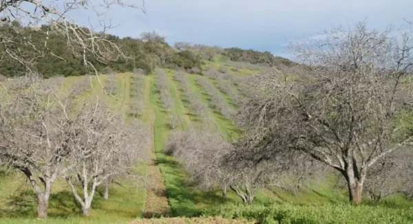 Raw Organic Walnuts – Bagged by Manzanita Manor Organics