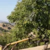 Raw Organic Walnuts – Bagged by Manzanita Manor Organics