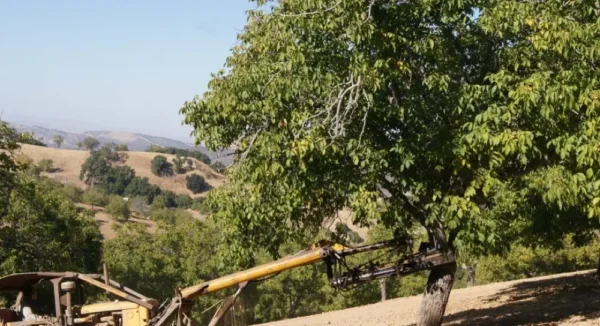 Raw Organic Walnuts – Bagged by Manzanita Manor Organics