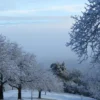 Raw Organic Walnuts – Bagged by Manzanita Manor Organics
