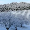 Raw Organic Walnuts – Bagged by Manzanita Manor Organics