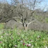 Raw Organic Walnuts – Bagged by Manzanita Manor Organics