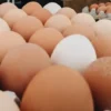 Farm Fresh Pasture-Raised Eggs (Non-GMO, Corn & Soy-Free) by Winters Fruit Tree