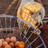 Farm Fresh Pasture-Raised Eggs (Non-GMO, Corn & Soy-Free) by Winters Fruit Tree