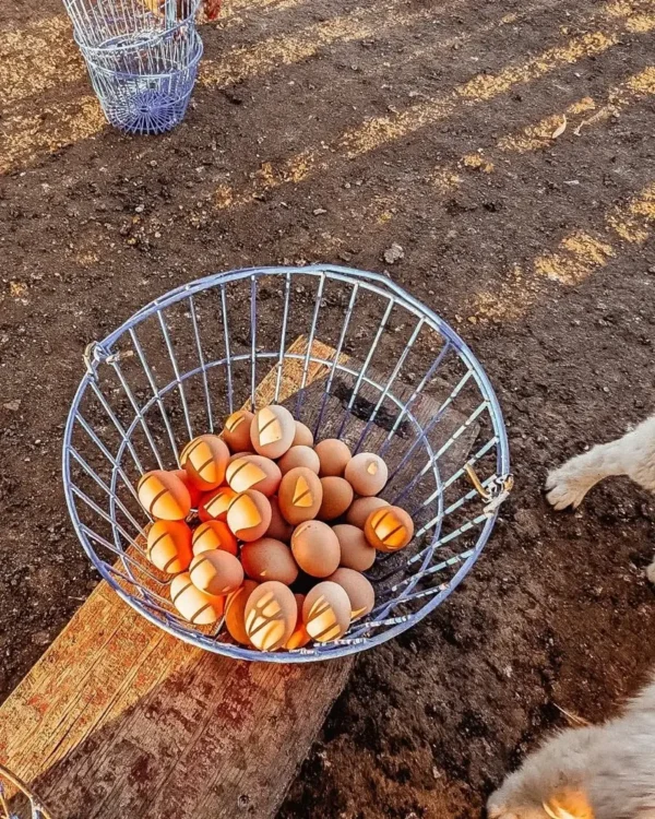 Farm Fresh Pasture-Raised Eggs (Non-GMO, Corn & Soy-Free) by Winters Fruit Tree