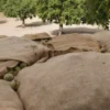 Raw Organic Walnuts – Bagged by Manzanita Manor Organics