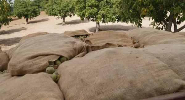 Raw Organic Walnuts – Bagged by Manzanita Manor Organics