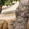 Raw Organic Walnuts – Bagged by Manzanita Manor Organics