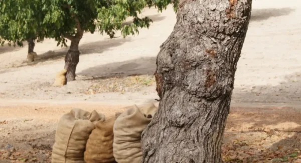 Raw Organic Walnuts – Bagged by Manzanita Manor Organics
