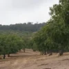 Raw Organic Walnuts – Bagged by Manzanita Manor Organics