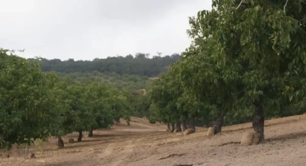 Raw Organic Walnuts – Bagged by Manzanita Manor Organics