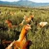 Farm Fresh Pasture-Raised Eggs (Non-GMO, Corn & Soy-Free) by Winters Fruit Tree