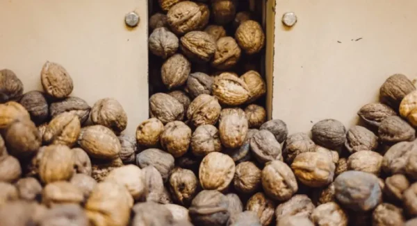 Raw Organic Walnuts – Bagged by Manzanita Manor Organics