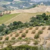 Raw Organic Walnuts – Bagged by Manzanita Manor Organics