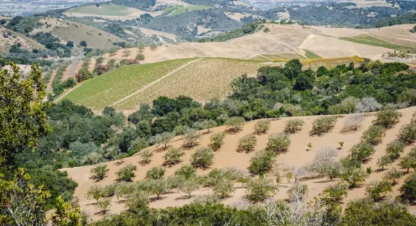 Raw Organic Walnuts – Bagged by Manzanita Manor Organics