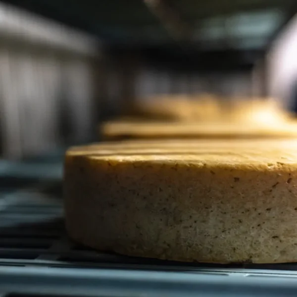 Mt. Toro Tomme Cheese by Schoch Dairy