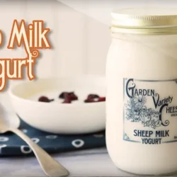 Sheep Milk Yogurt by Garden Variety Cheese