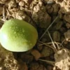 Raw Organic Walnuts – Bagged by Manzanita Manor Organics