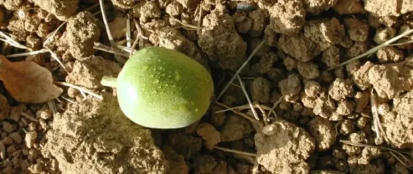 Raw Organic Walnuts – Bagged by Manzanita Manor Organics