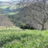 Raw Organic Walnuts – Bagged by Manzanita Manor Organics