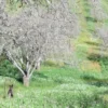 Raw Organic Walnuts – Bagged by Manzanita Manor Organics
