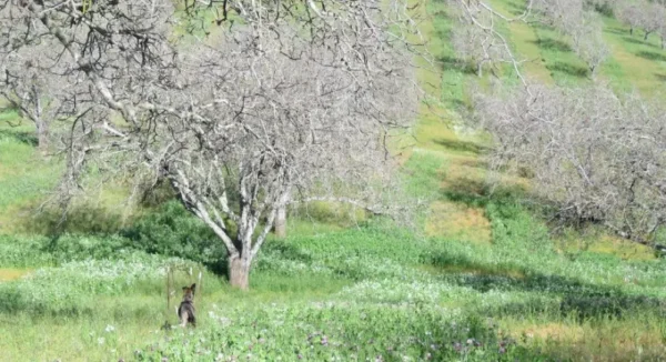 Raw Organic Walnuts – Bagged by Manzanita Manor Organics