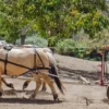 Raw Organic Walnuts – Bagged by Manzanita Manor Organics