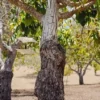 Raw Organic Walnuts – Bagged by Manzanita Manor Organics