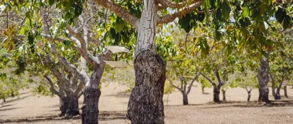 Raw Organic Walnuts – Bagged by Manzanita Manor Organics