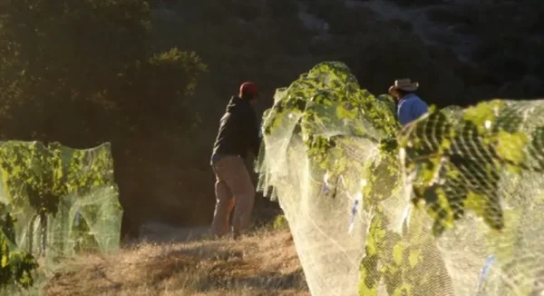 Raw Organic Walnuts – Bagged by Manzanita Manor Organics