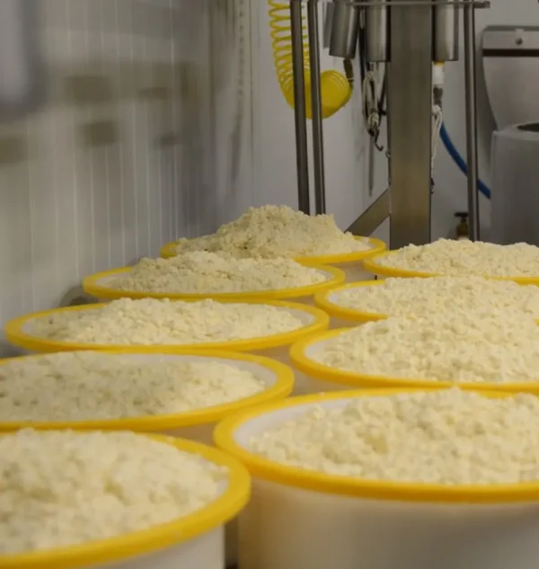 Monterey Farmstead Jack Cheese by Schoch Dairy