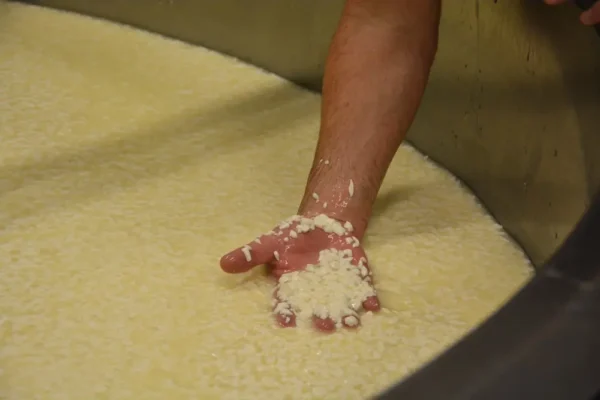 Monterey Farmstead Jack Cheese by Schoch Dairy