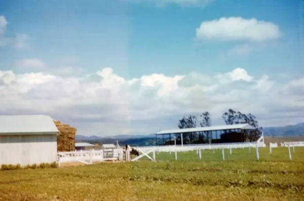 Monterey Farmstead Jack Cheese by Schoch Dairy