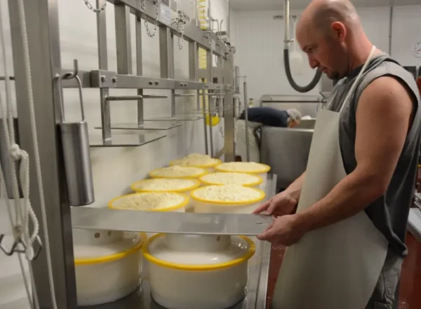 Monterey Farmstead Jack Cheese by Schoch Dairy