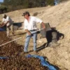 Raw Organic Walnuts – Bagged by Manzanita Manor Organics