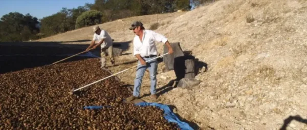Raw Organic Walnuts – Bagged by Manzanita Manor Organics