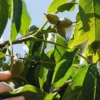 Raw Organic Walnuts – Bagged by Manzanita Manor Organics