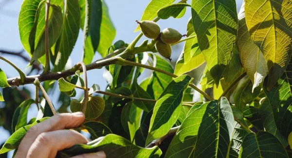 Raw Organic Walnuts – Bagged by Manzanita Manor Organics