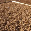 Raw Organic Walnuts – Bagged by Manzanita Manor Organics
