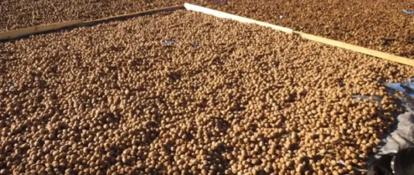 Raw Organic Walnuts – Bagged by Manzanita Manor Organics