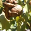 Raw Organic Walnuts – Bagged by Manzanita Manor Organics