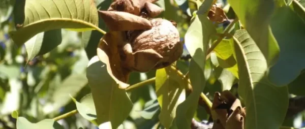 Raw Organic Walnuts – Bagged by Manzanita Manor Organics