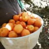Sustainably Grown Fruits by Winters Fruit Tree