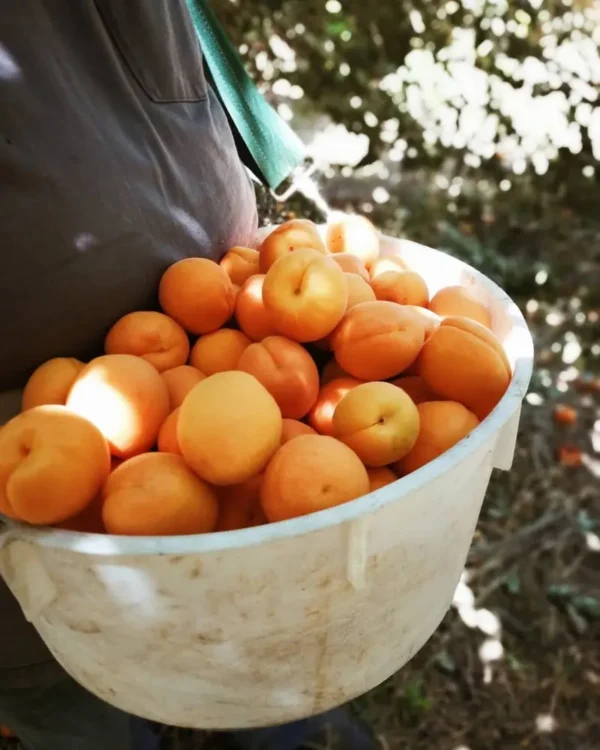 Sustainably Grown Fruits by Winters Fruit Tree