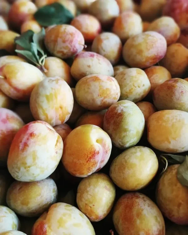 Sustainably Grown Fruits by Winters Fruit Tree