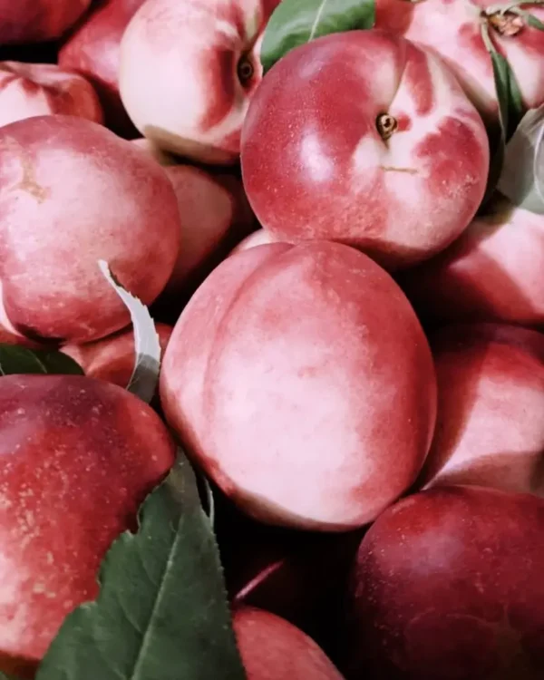 Sustainably Grown Fruits by Winters Fruit Tree
