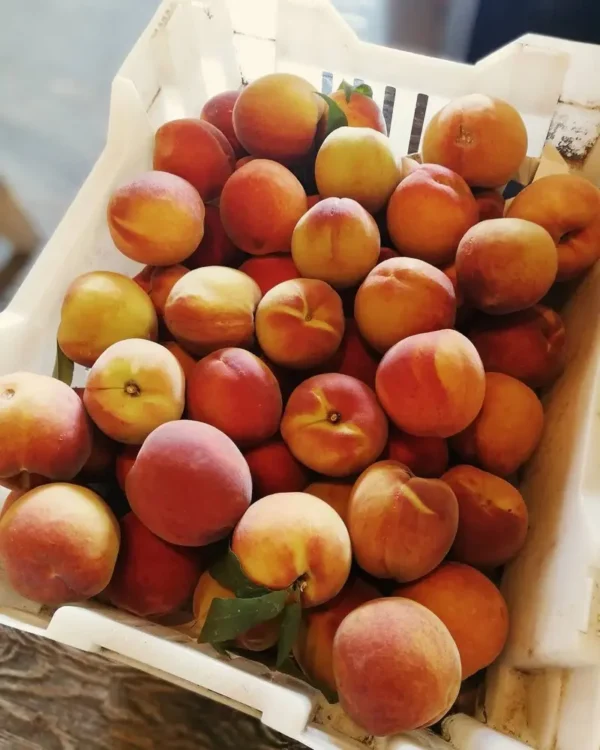 Sustainably Grown Fruits by Winters Fruit Tree