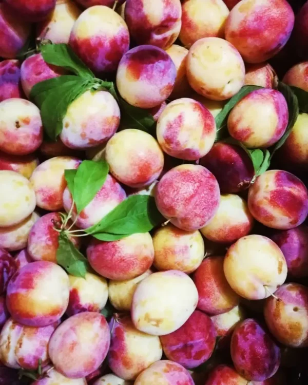 Sustainably Grown Fruits by Winters Fruit Tree